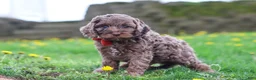 Cockapoo dogs for sale: Iggy - Ad 4
