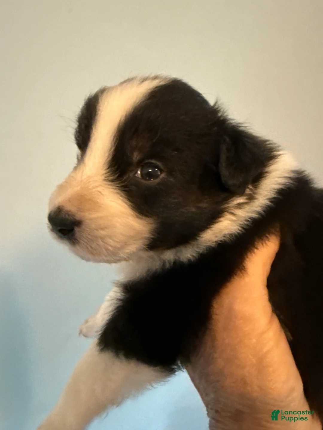Australian Shepherd dogs for sale: Australian Shepherd Puppy 1 - Ad 2