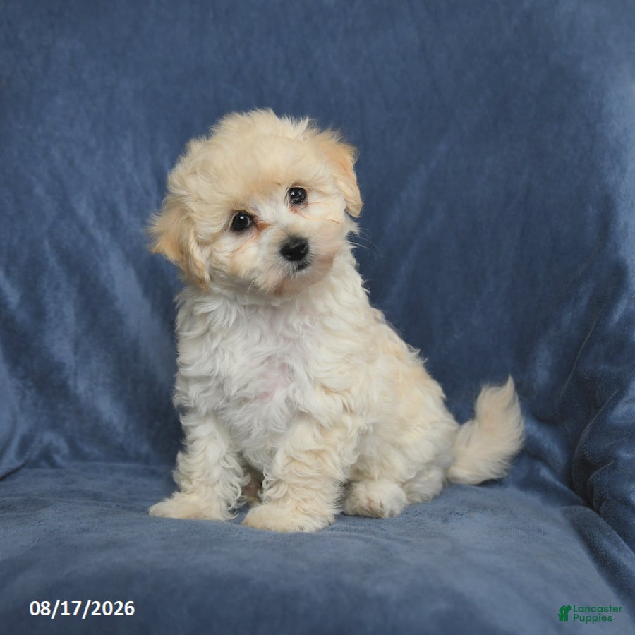 Maltipoo dogs Nancy - Ad 2