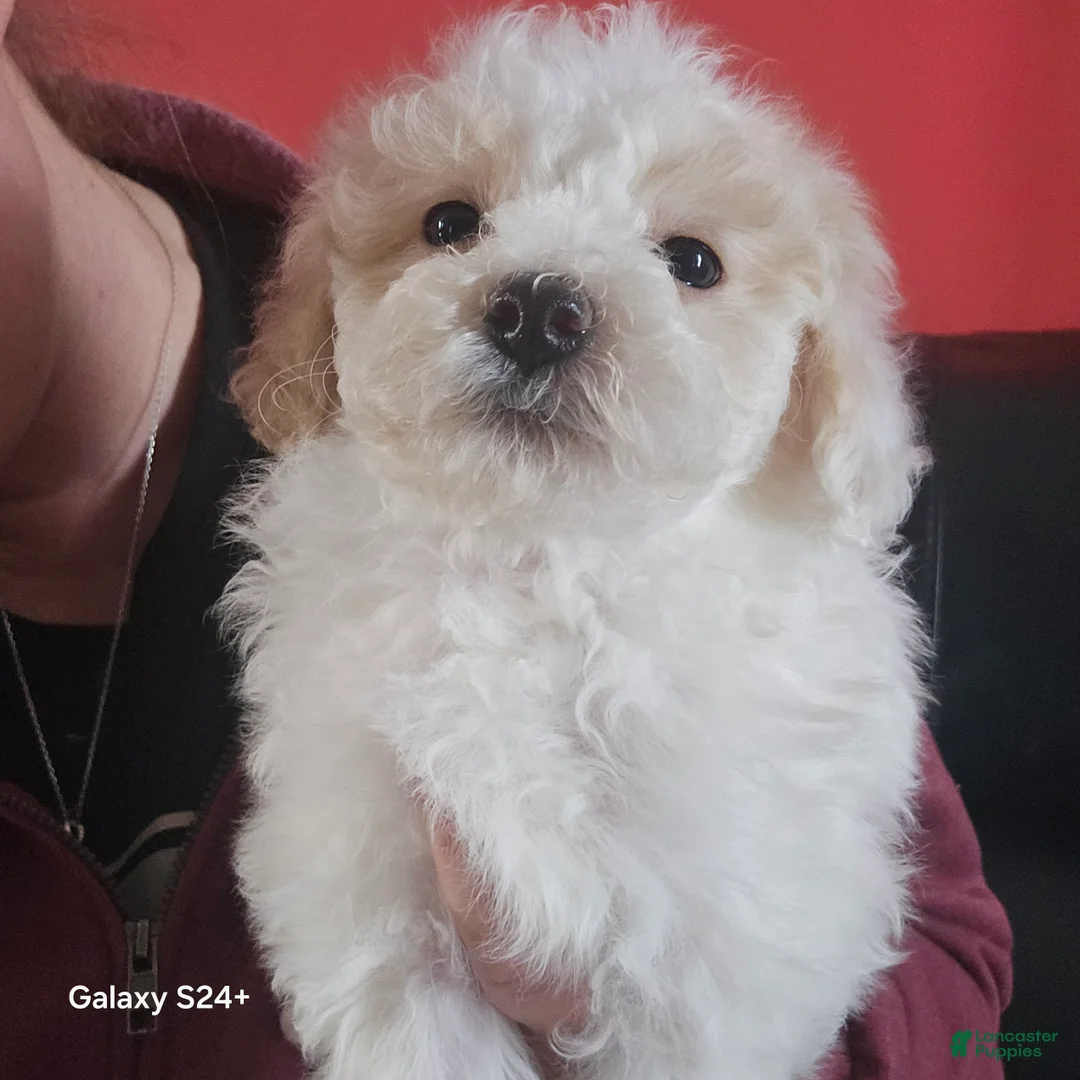 Havapoo dogs for sale: Havapoo Puppy 1 - Ad 2