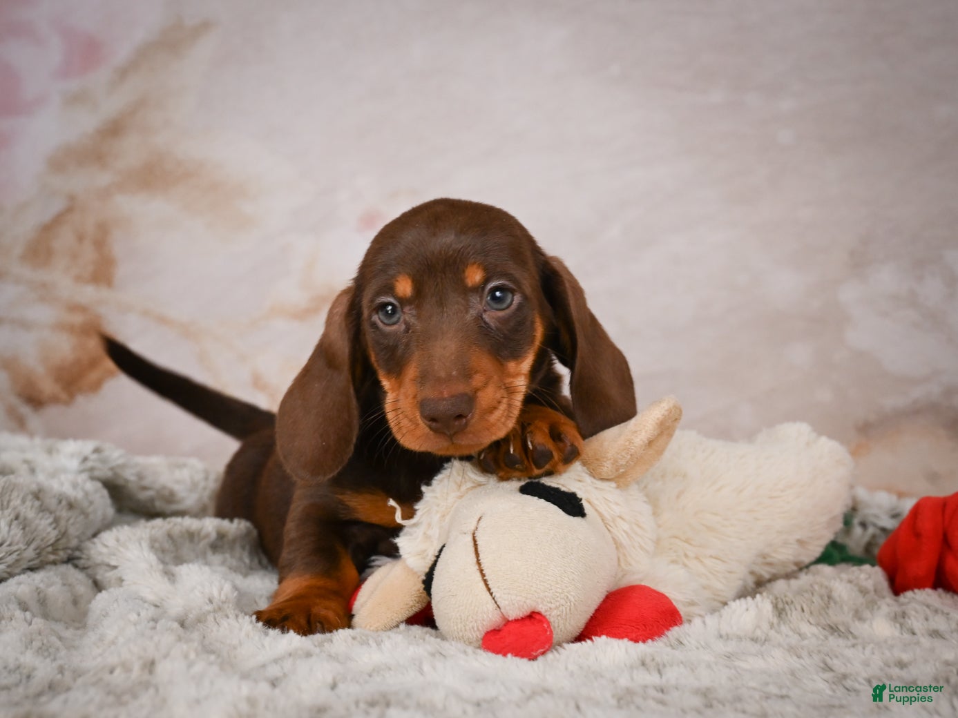 Miniature Dachshund dogs Simon - Ad 2