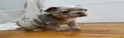 French Bulldog dogs for sale: PorkChop - Ad 2