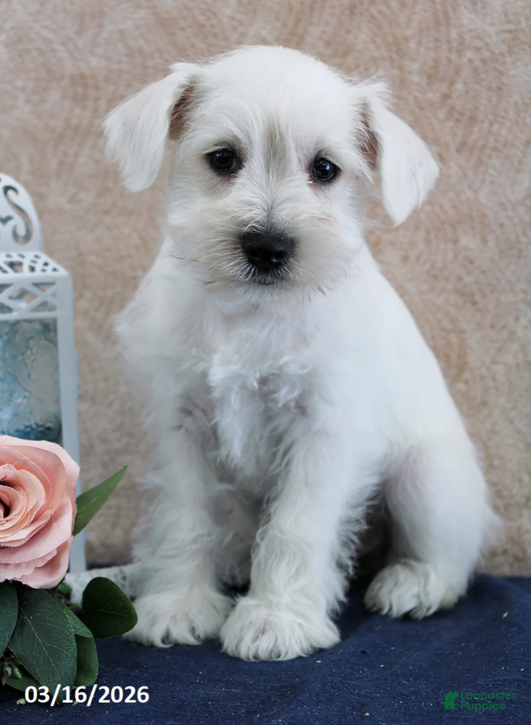 Miniature Schnauzer dogs for sale: Quincey - Ad 5