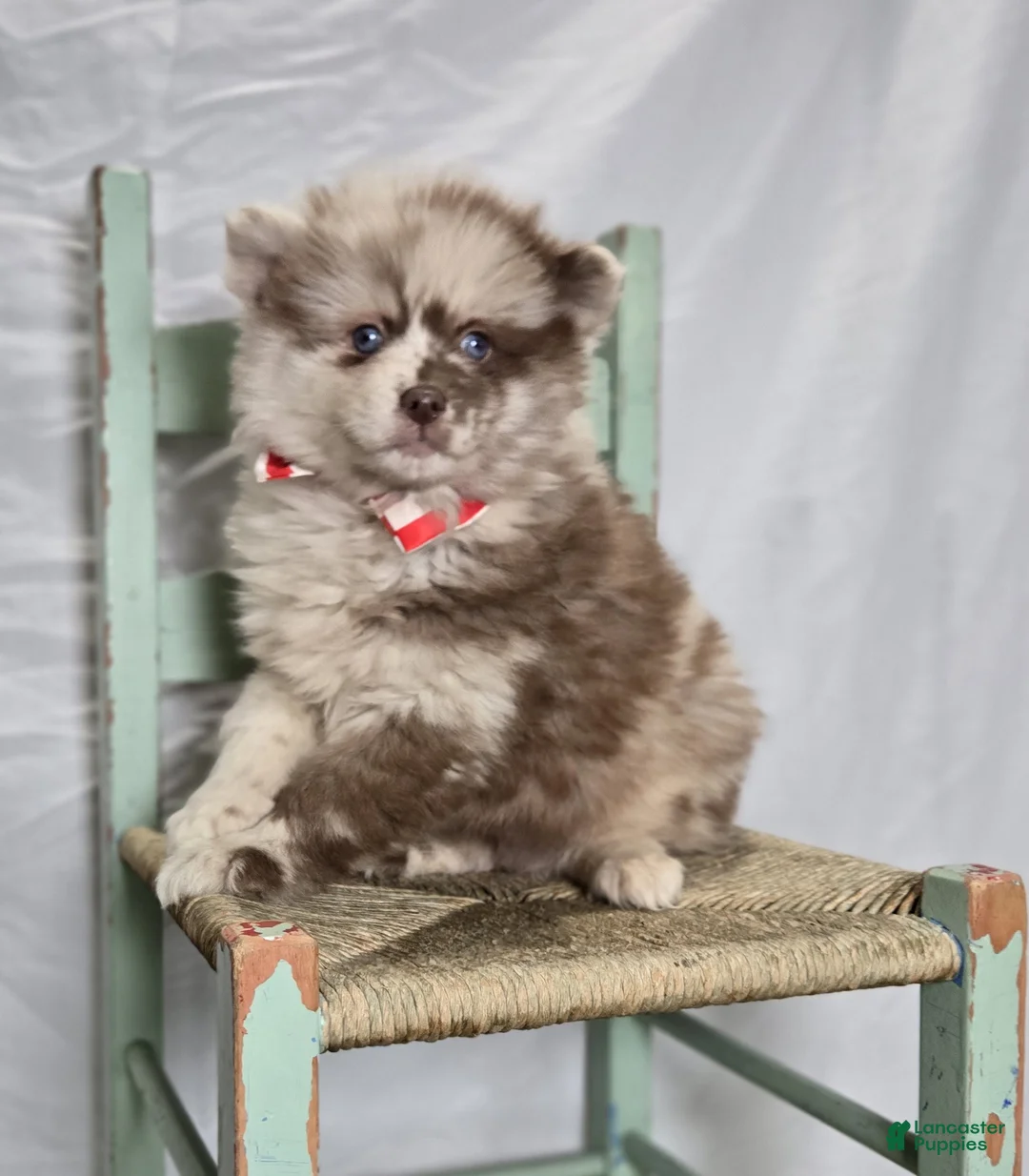 Pomsky dogs for sale: Solly - Ad 1