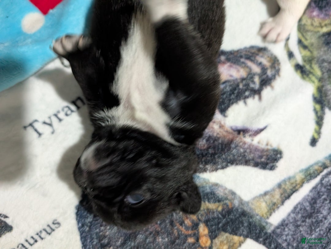 Puggle dogs for sale: Puggle Puppy 2 - Ad 6