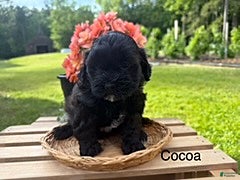 Shihpoo dogs Cocoa - Ad 17