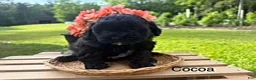 Shihpoo dogs for sale: Cocoa - Ad 1