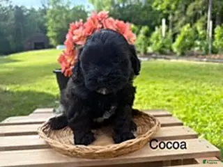 Shihpoo dogs Cocoa - Ad 17