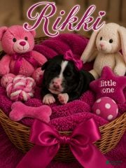 Bernedoodle dogs Rikki - Ad 21