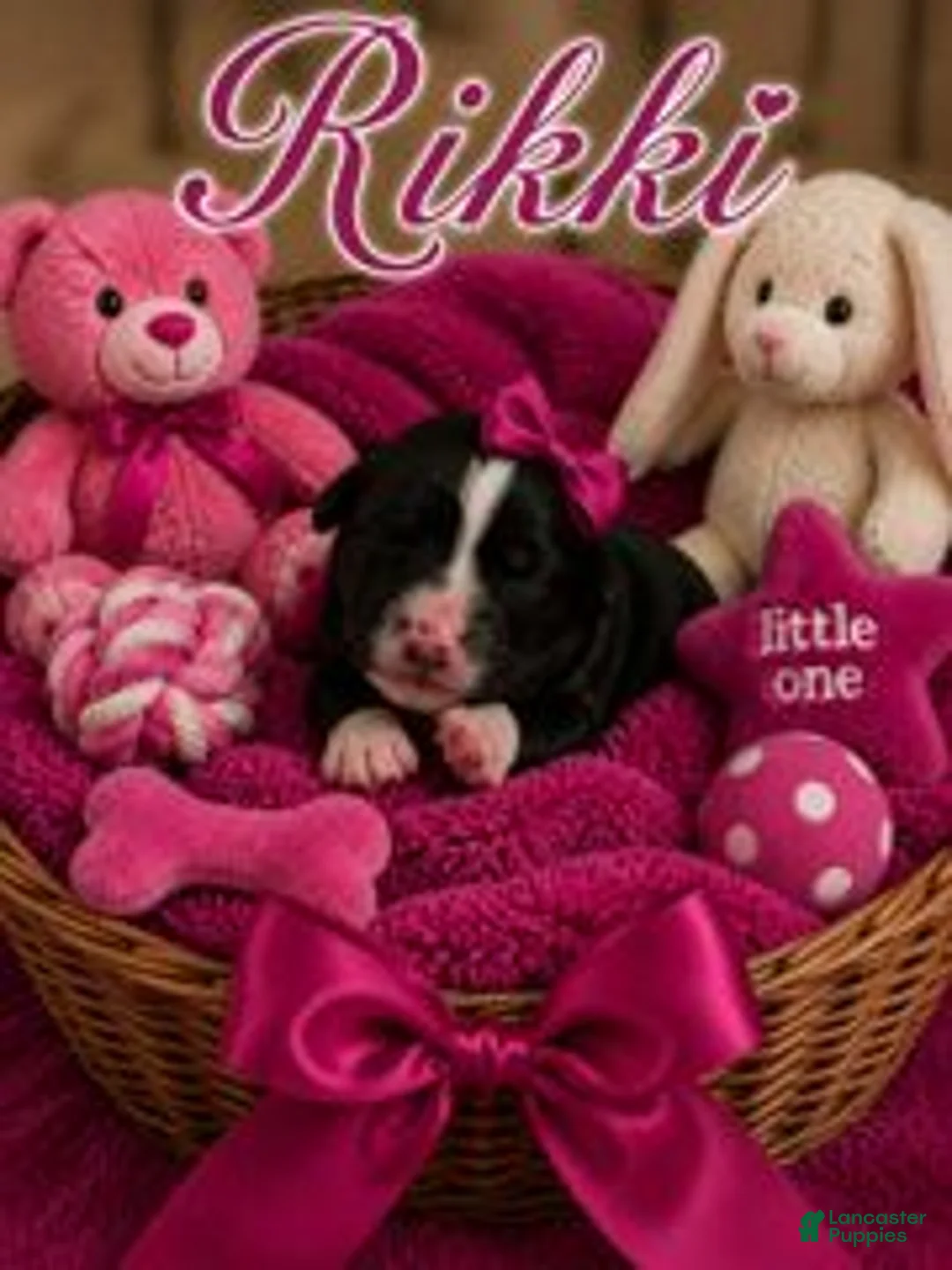 Bernedoodle dogs for sale: Rikki - Ad 1