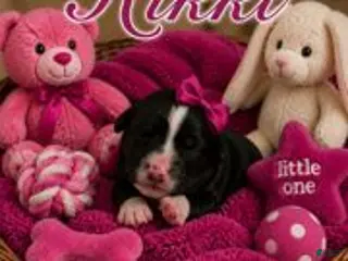 Bernedoodle dogs Rikki - Ad 21
