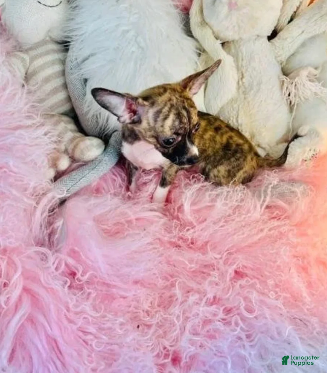 Chihuahua dogs for sale: Teacup Chihuahua  hand delivery  - Ad 3