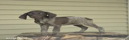 German Shorthaired Pointer dogs for sale: Daisy - Ad 3