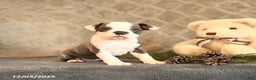 Boston Terrier dogs for sale: Celesta - Ad 1