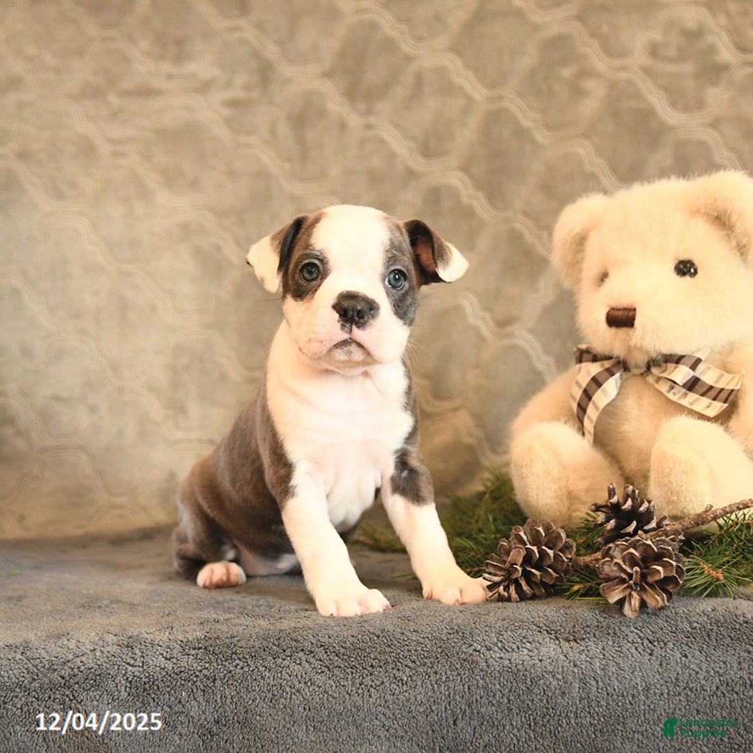 Boston Terrier dogs for sale: Celesta - Ad 1