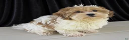 Havanese dogs for sale: Asher - Ad 6