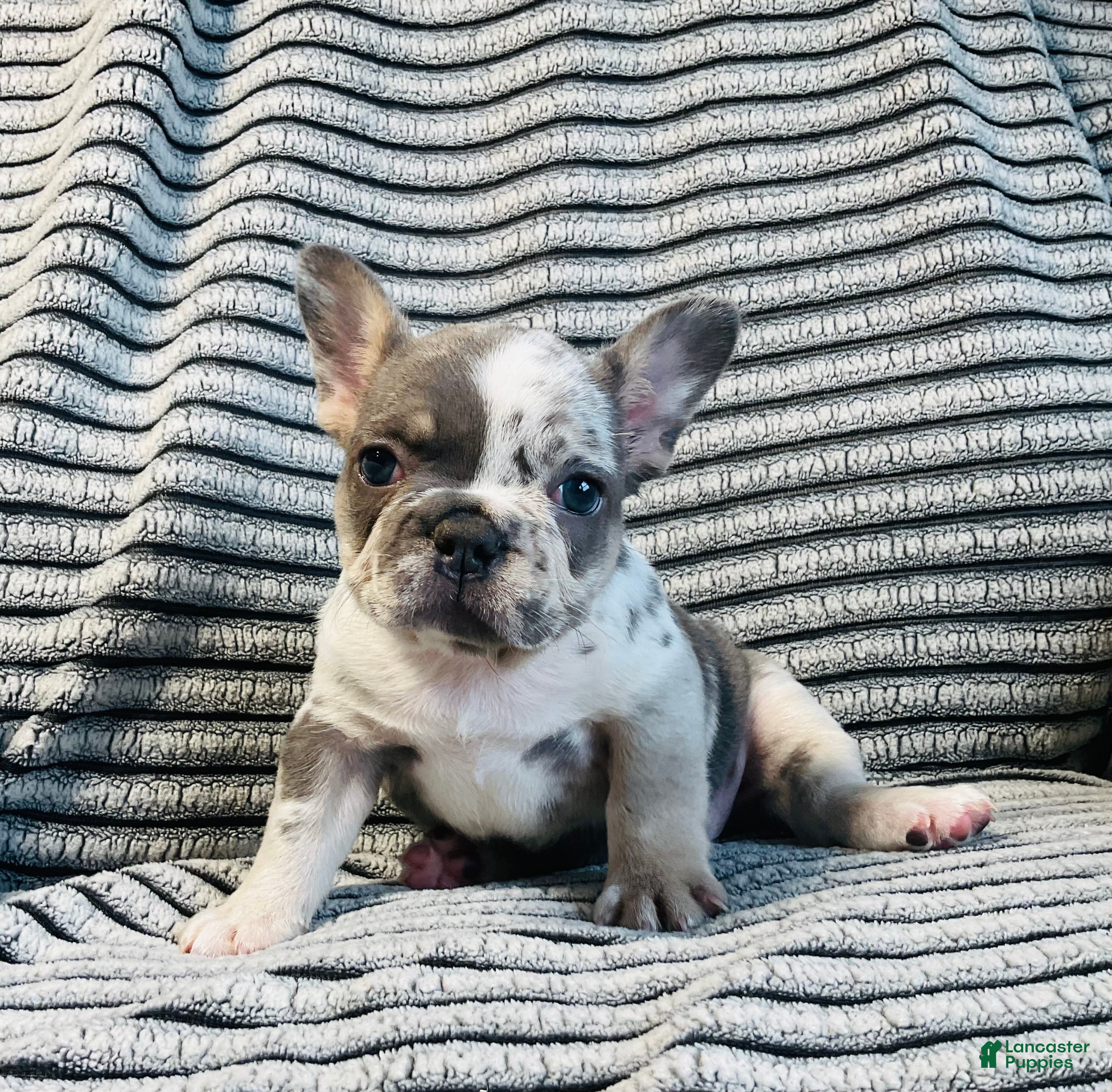 French Bulldog dogs Amber  - Ad 2