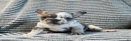 French Bulldog dogs for sale: Amber  - Ad 15