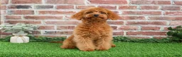 Cavapoo dogs for sale: Beauty  - Ad 1