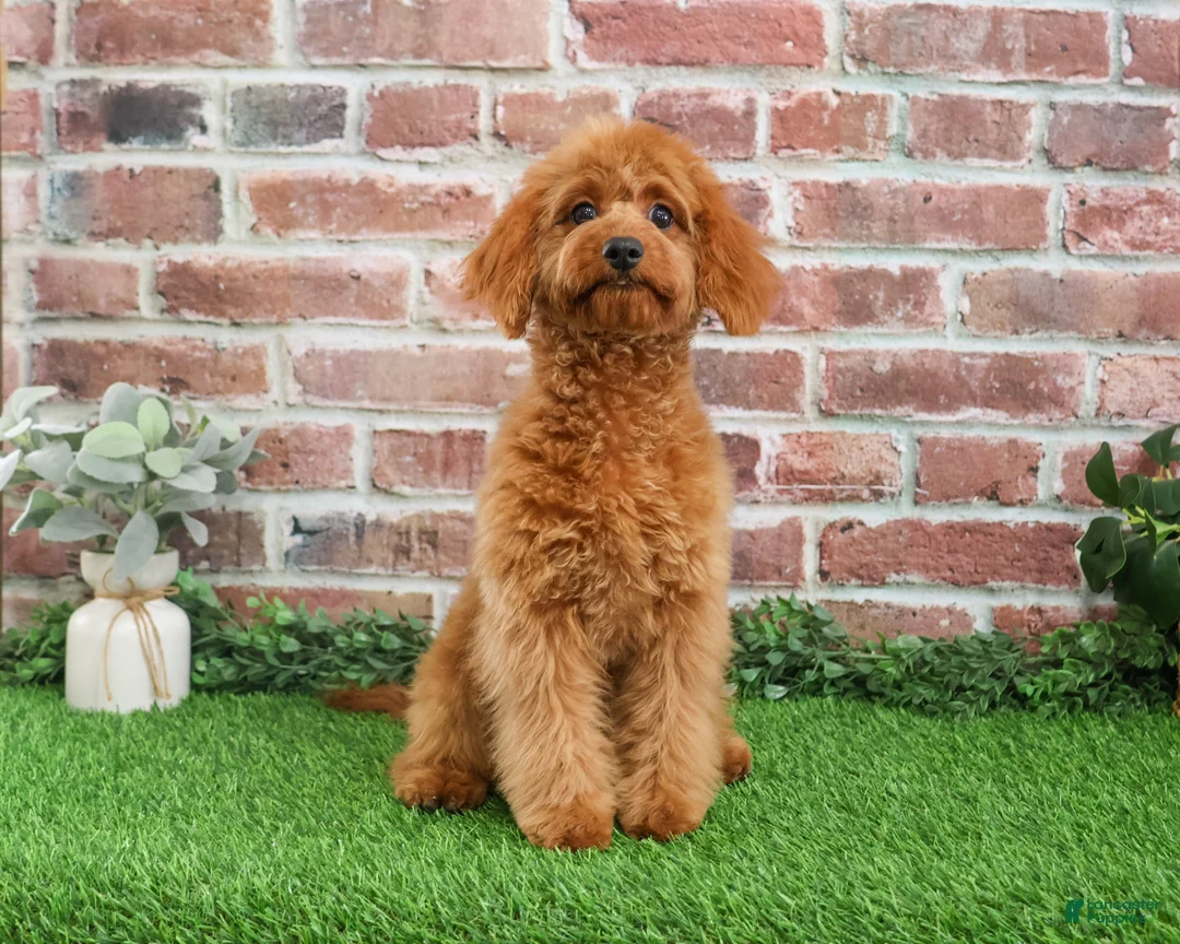 Cavapoo dogs for sale: Beauty  - Ad 1