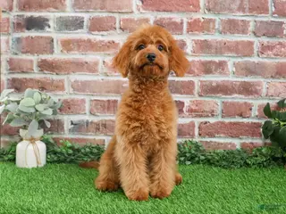 Cavapoo dogs Beauty - Ad 11