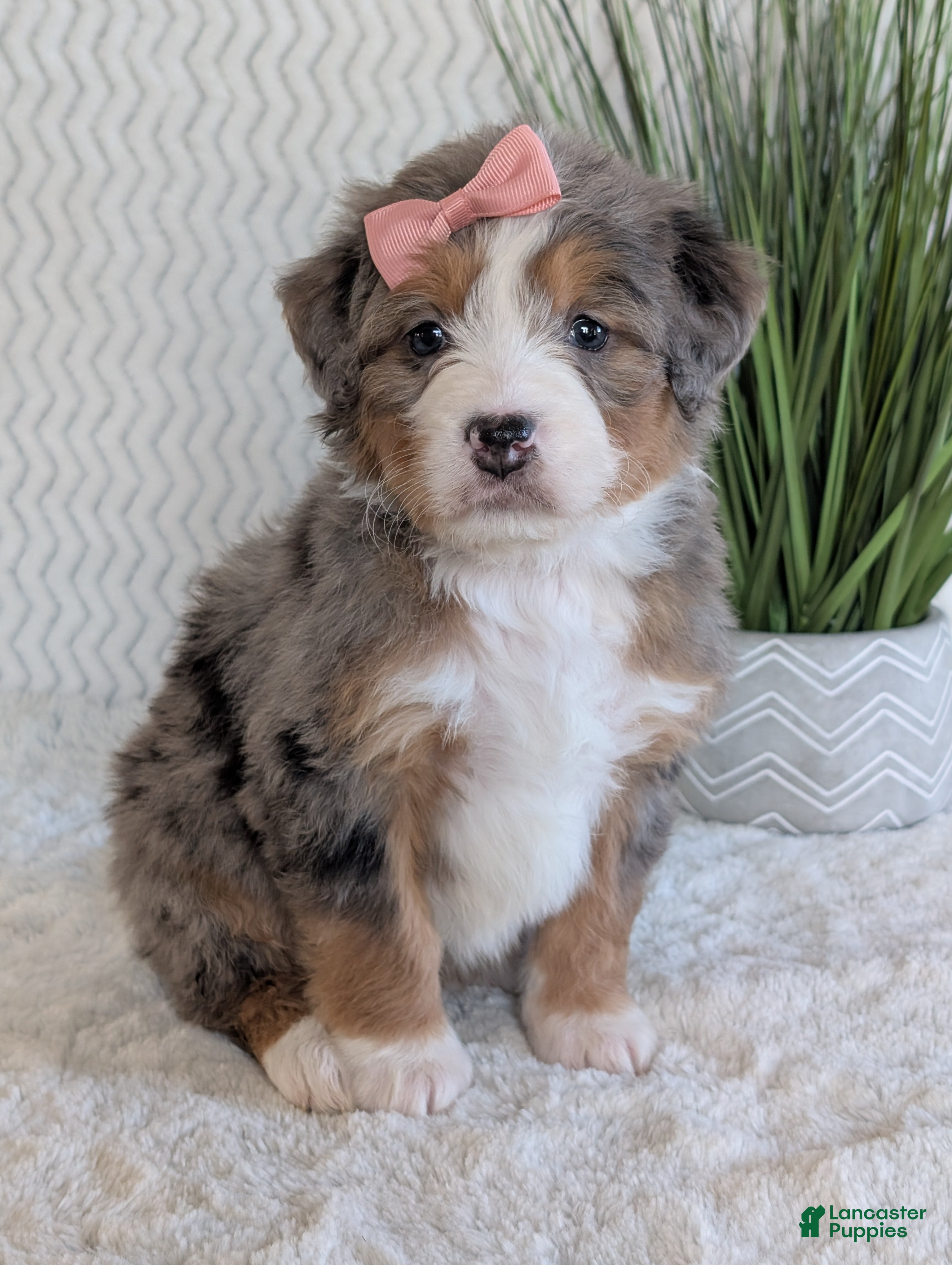 Mini Bernedoodle dogs Mini Indy  - Ad 2