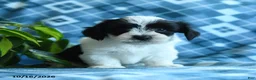 Mixed Breed dogs for sale: Dixie - Ad 5