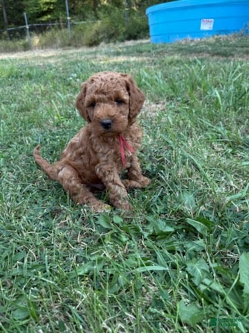 Mixed Breed dogs Wilder - Ad 1