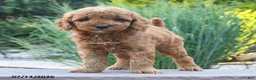 Cockapoo dogs for sale: Jasper - Ad 3