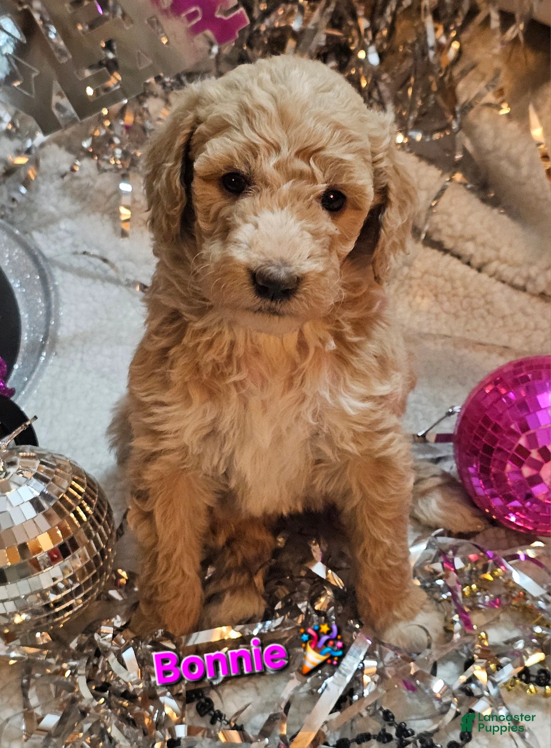 Goldendoodle dogs for sale: Bonnie - Ad 1