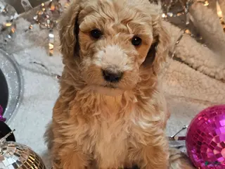 Goldendoodle dogs Bonnie - Ad 7