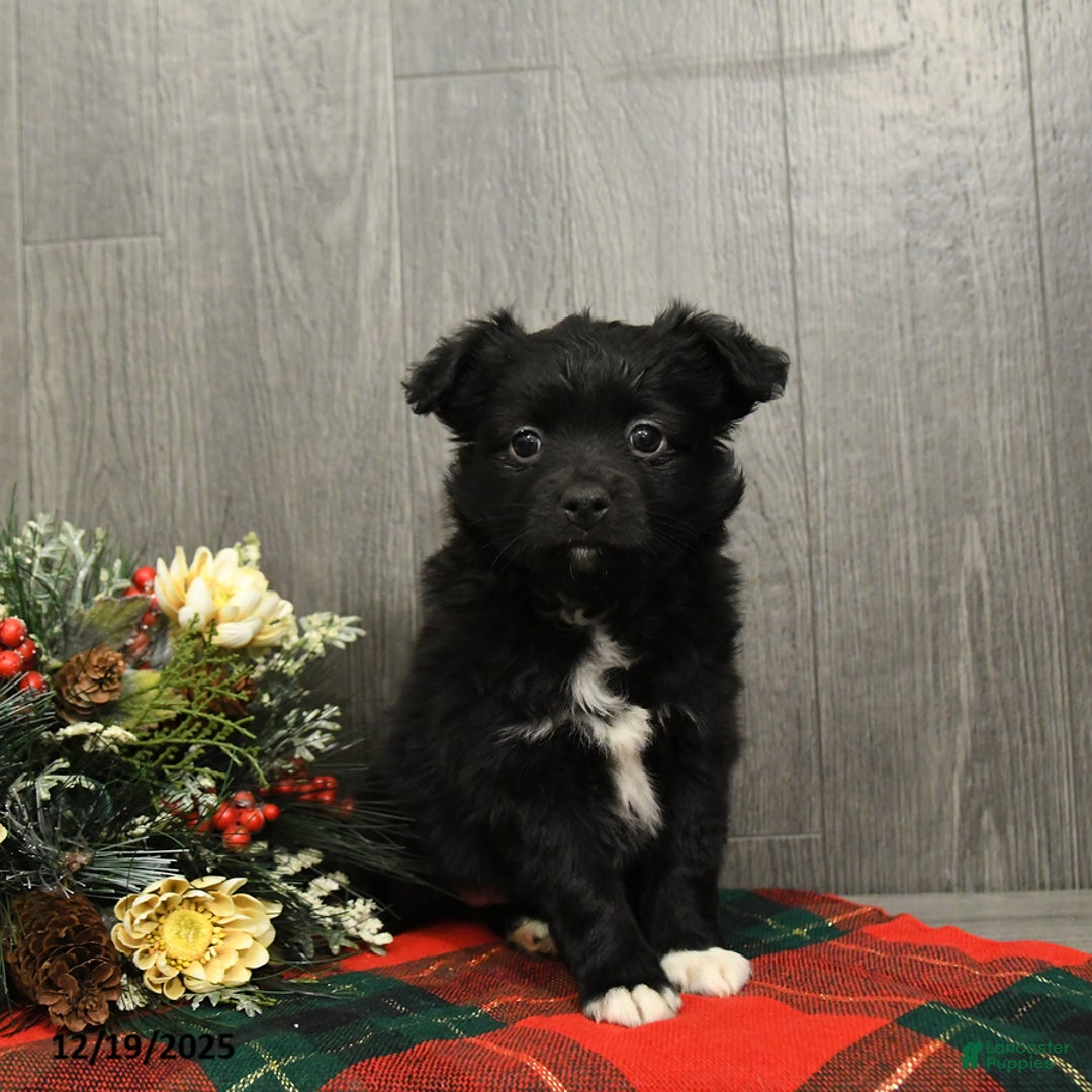 Miniature Australian Shepherd dogs for sale: Cocoa - Ad 2