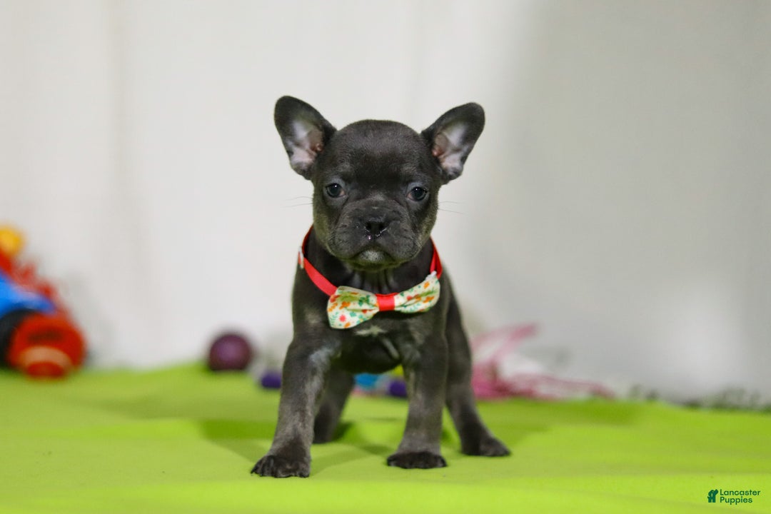 Mixed Breed dogs for sale: Sarah - Ad 9