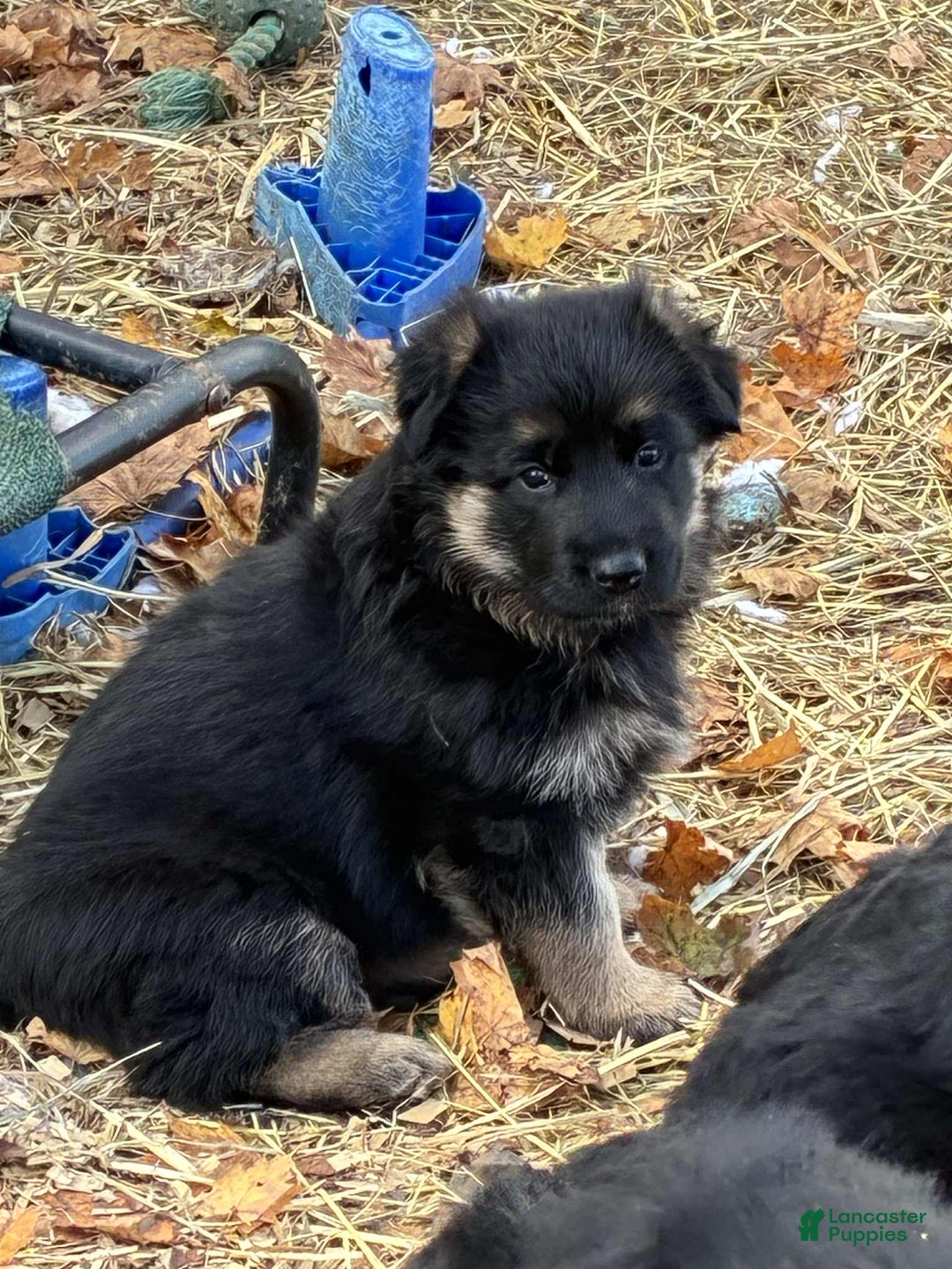 German Shepherd dogs for sale: German Shepherd Puppy 4 - Ad 5
