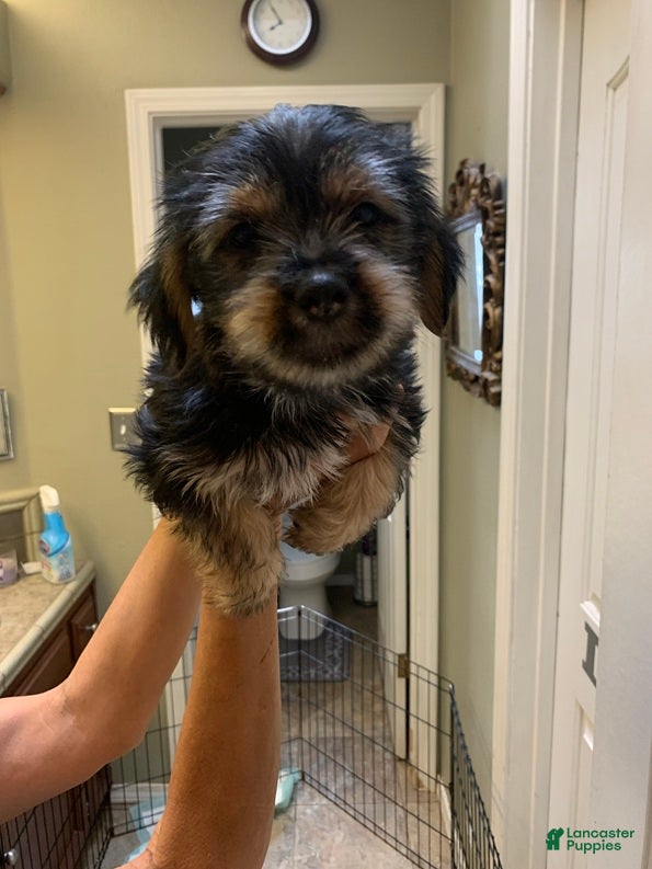 Shorkie dogs for sale: Shorkie 2 - Ad 3