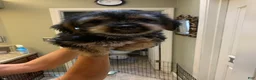 Shorkie dogs for sale: Shorkie 2 - Ad 5