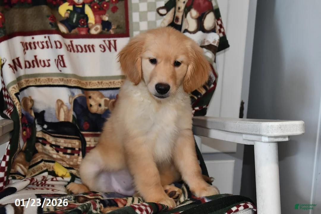 Mixed Breed dogs for sale: Izzy - Ad 4