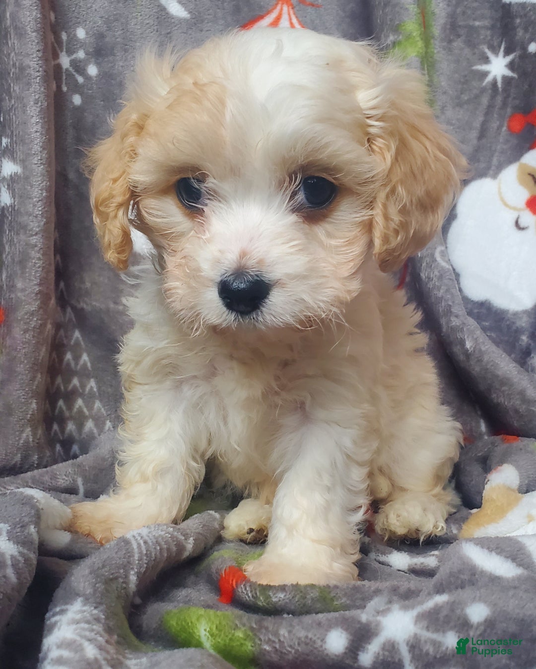 Cavachon dogs for sale: Nash - Ad 3