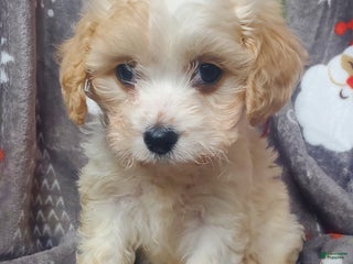 Cavachon dogs Nash - Ad 32