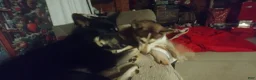 Gerberian Shepsky dogs for sale: Midnight - Ad 5