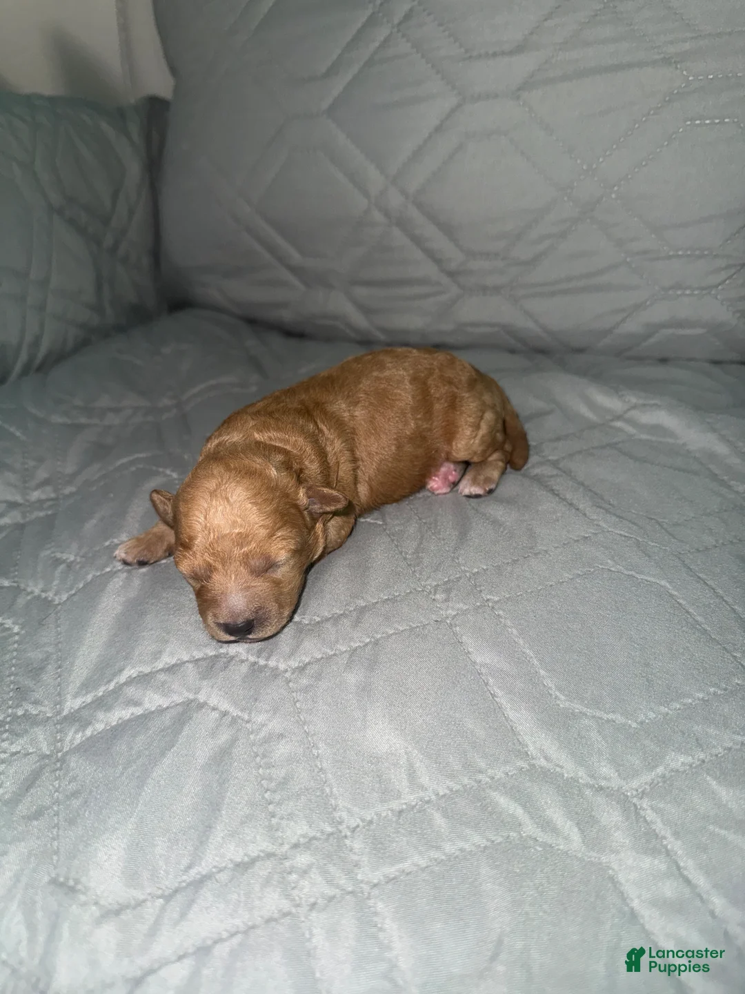Miniature Poodle dogs for sale: Miniature Poodle Puppy 2 - Ad 1