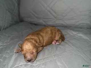 Miniature Poodle dogs Miniature Poodle Puppy 2 - Ad 4