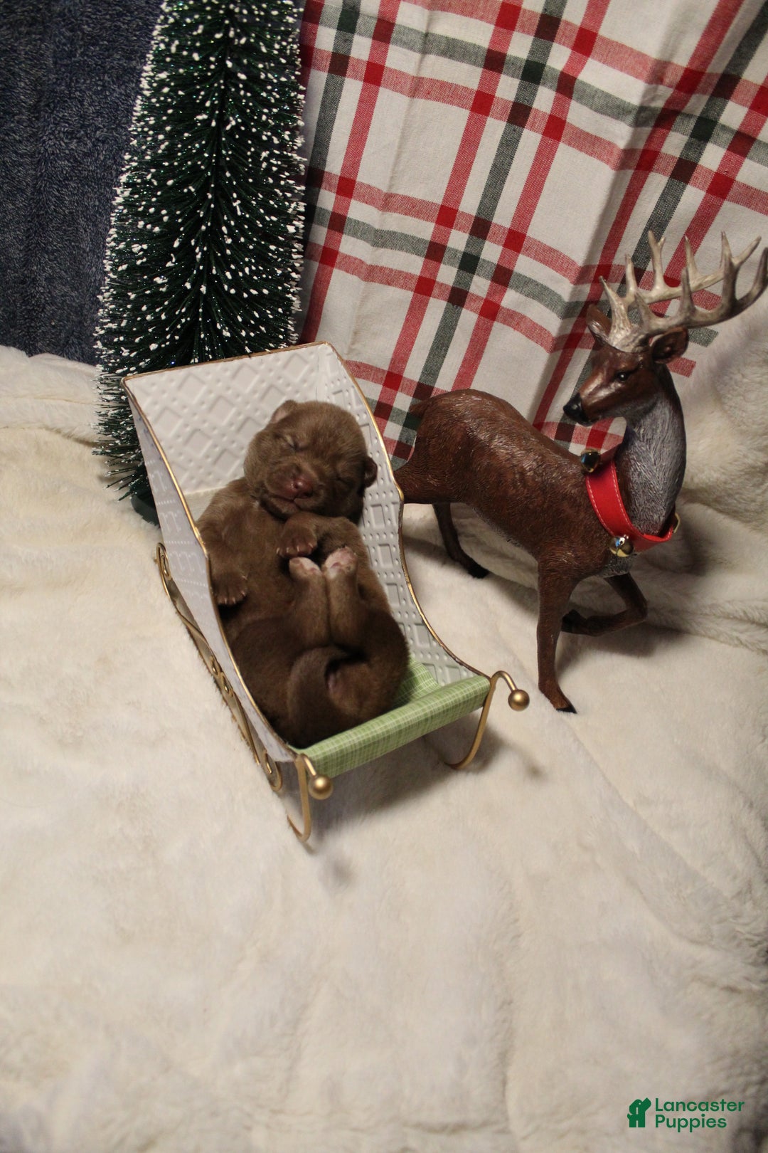 Gerberian Shepsky dogs for sale: 7 Green - Ad 2