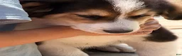 Mixed Breed dogs for sale: Freddie - Ad 6