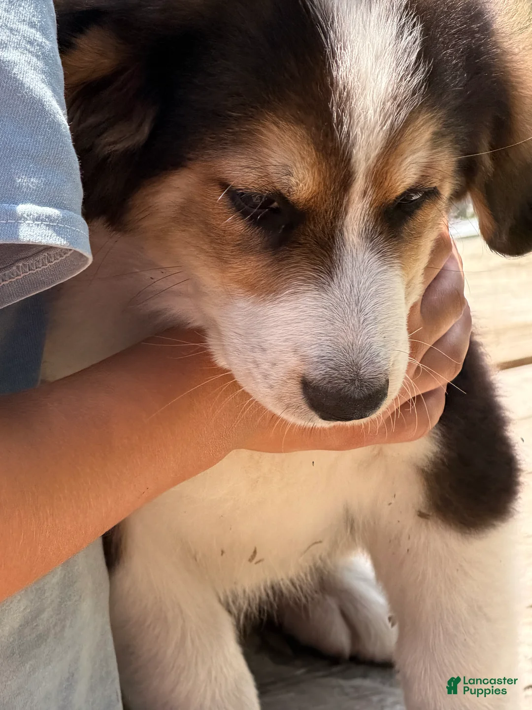 Mixed Breed dogs for sale: Freddie - Ad 6