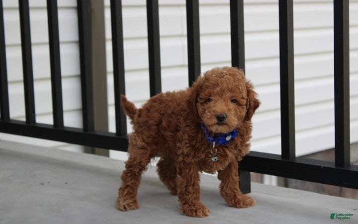 Bichpoo dogs Flynn  - Ad 2