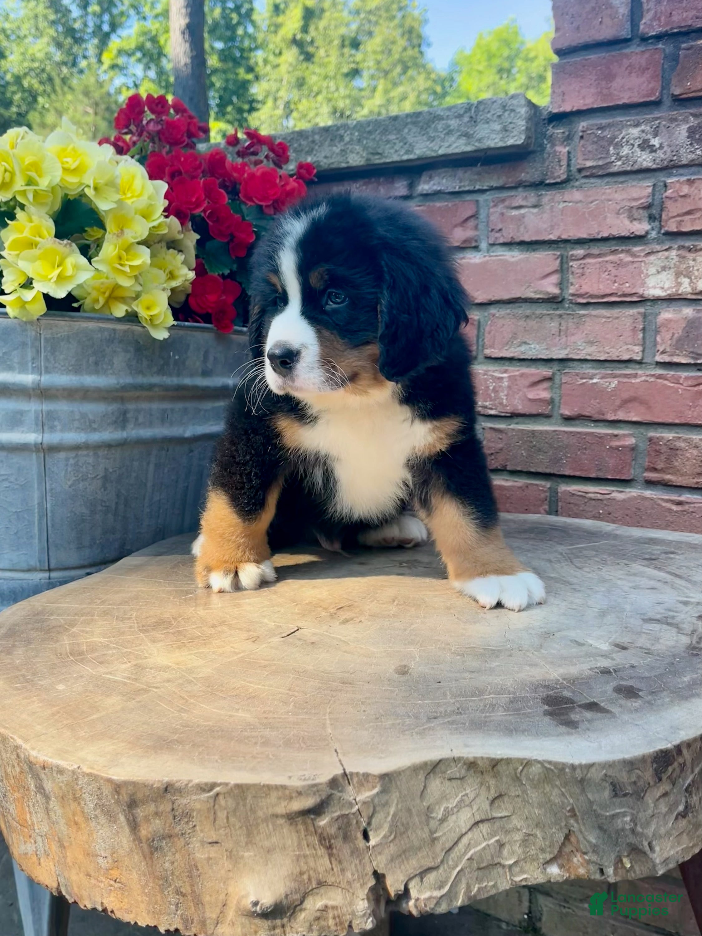 Bernese Mountain Dog dogs Chase - Ad 2