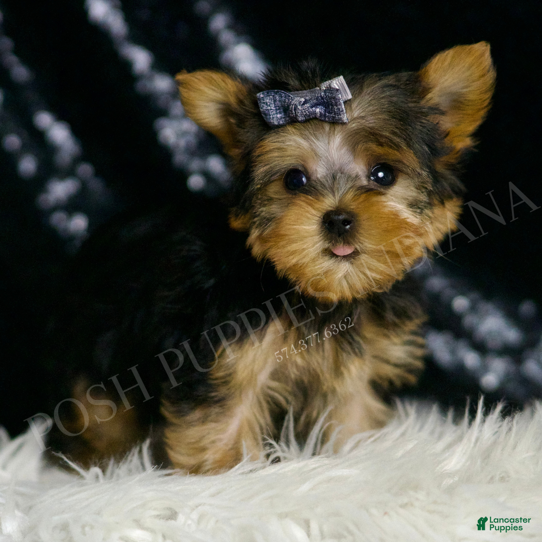 Yorkshire Terrier dogs for sale: Nemo AKC MALE - Ad 4