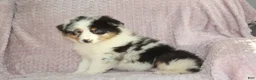 Australian Shepherd dogs for sale: Pixie  - Ad 6