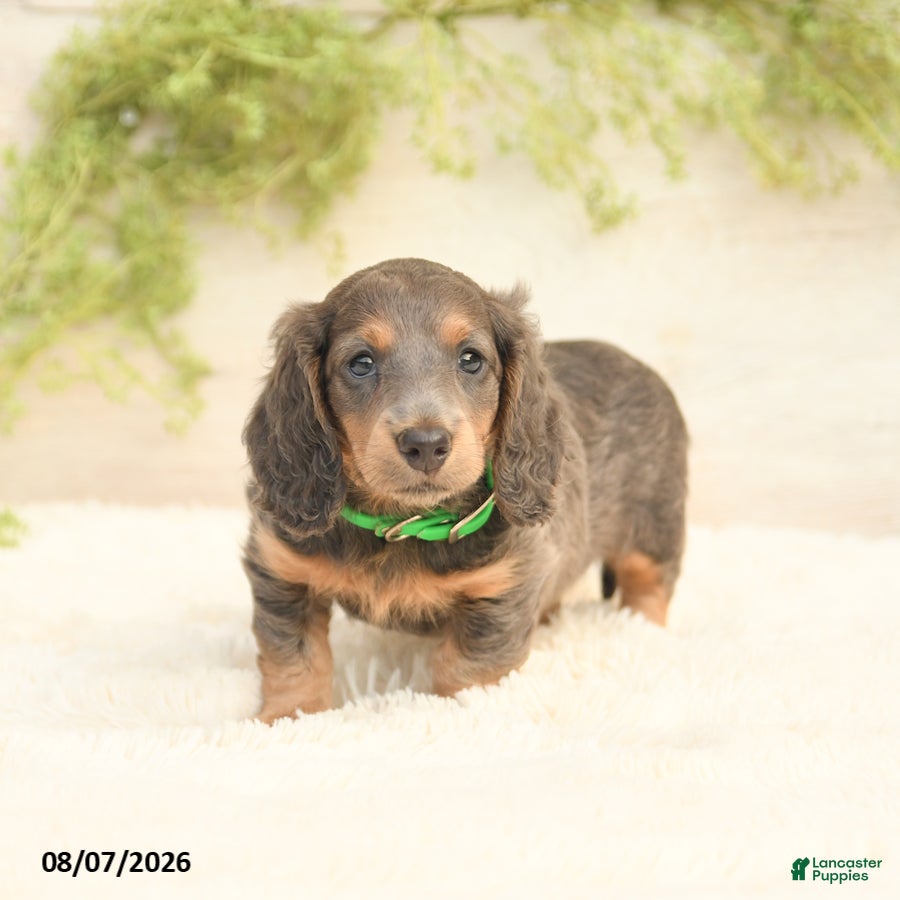 Miniature Dachshund dogs Lill - Ad 2